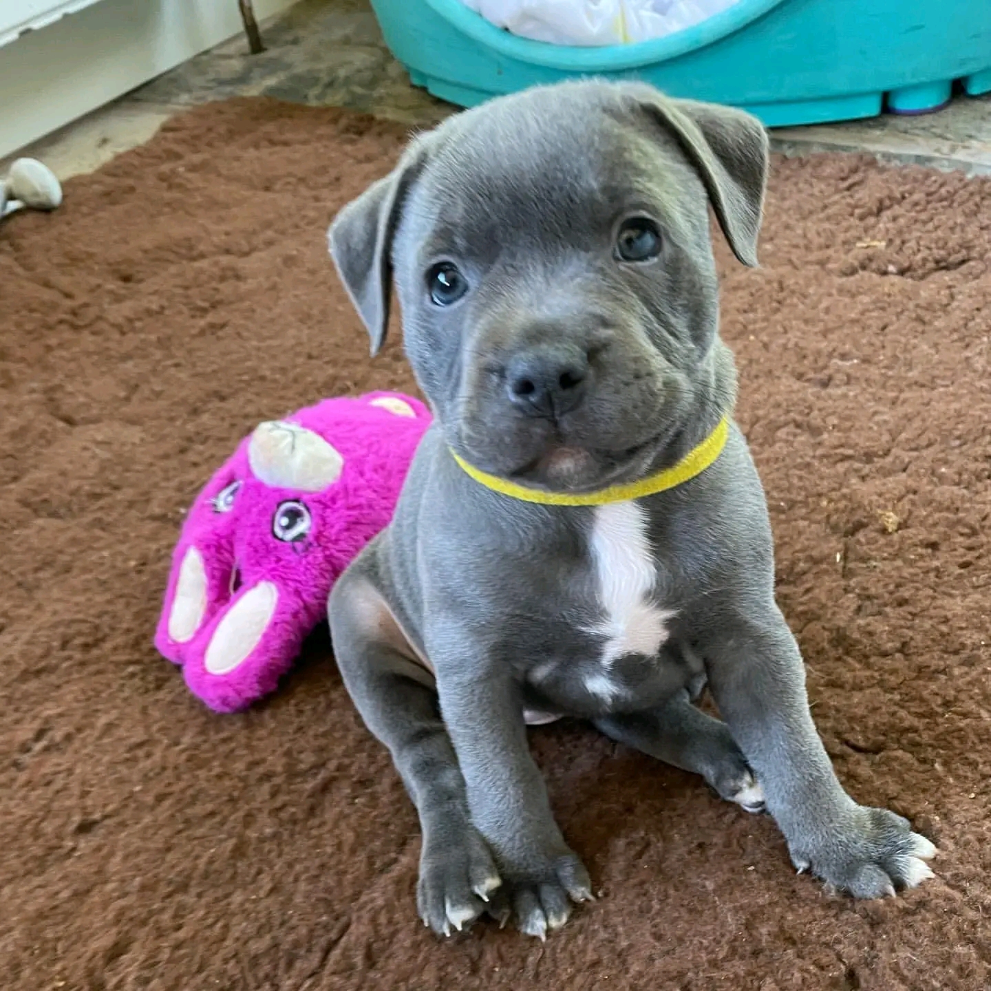 adopt a pitbull puppy