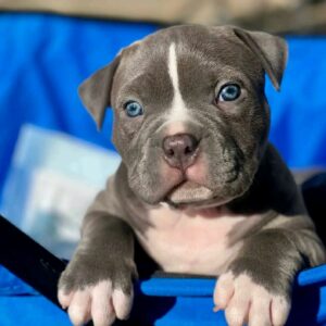 5 Loving Qualities of This Pitbull Puppy Available for Adoption – Diesel