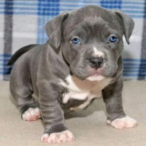 5 Loving Qualities of This Pitbull Puppy Available for Adoption – Diesel