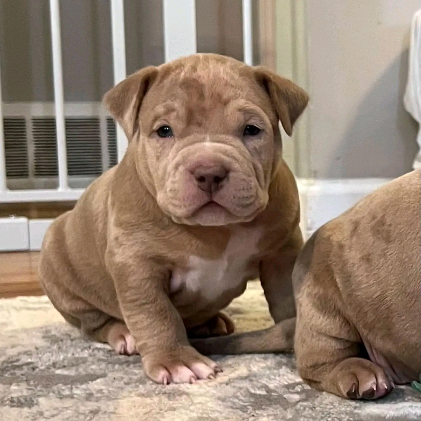 pitbull puppies for adoption