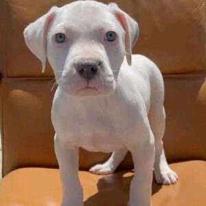 5 Adorable Traits of a Pitbull Puppy Ready for Adoption – Blaze