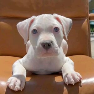 5 Adorable Traits of a Pitbull Puppy Ready for Adoption – Blaze