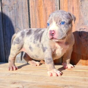 Pitbull Rescue: Adopt a Loving Pitbull Puppy Today – Tips & Trusted Resources