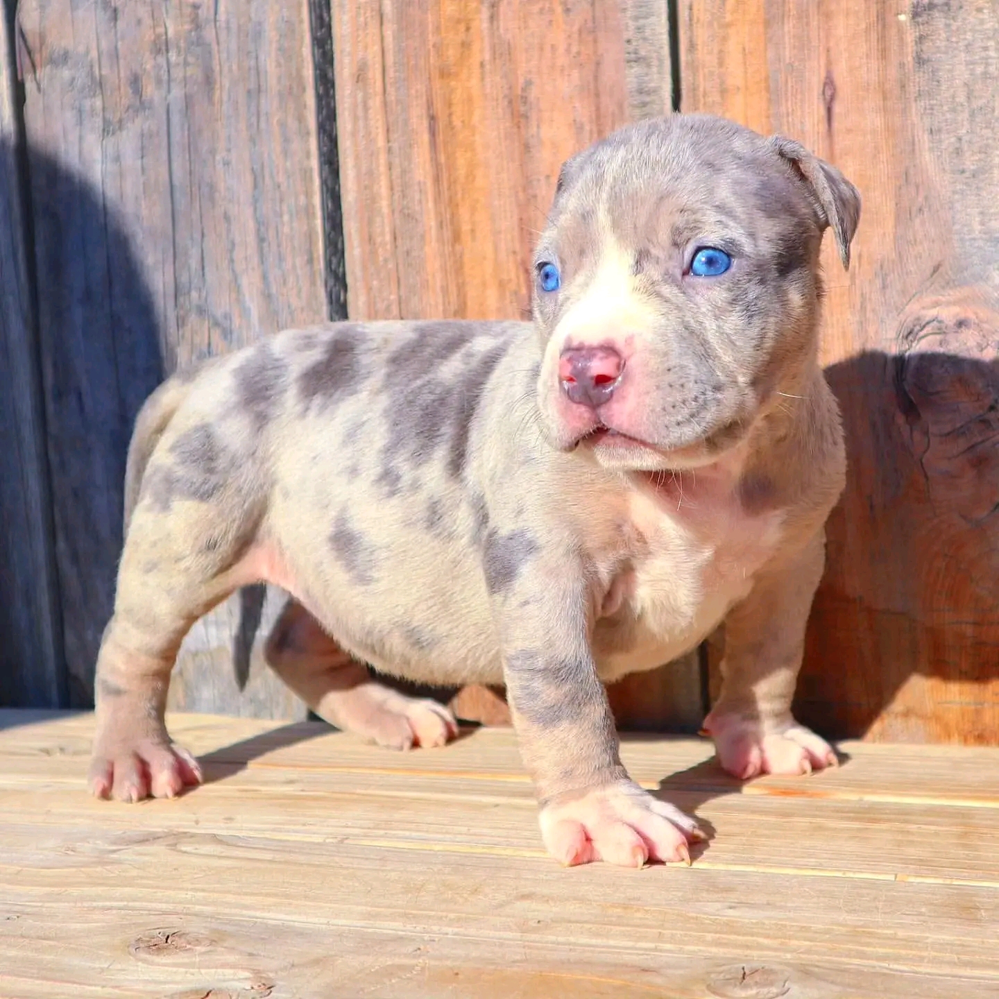 pitbull rescue