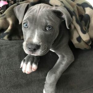 Pitbull Rescue Chicago-Adopt 10-Week-Old Puppy Today