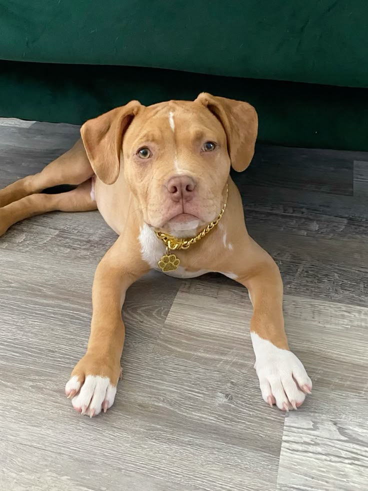 pitbull rescue illinois