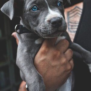 7 Ultimate Pitbull Rescue GA – Find Loving Pit Bulls for Adoption
