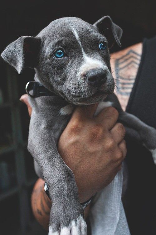 pitbull rescue GA