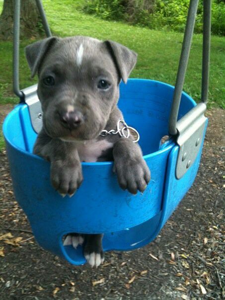 pitbull rescue NY Long Island