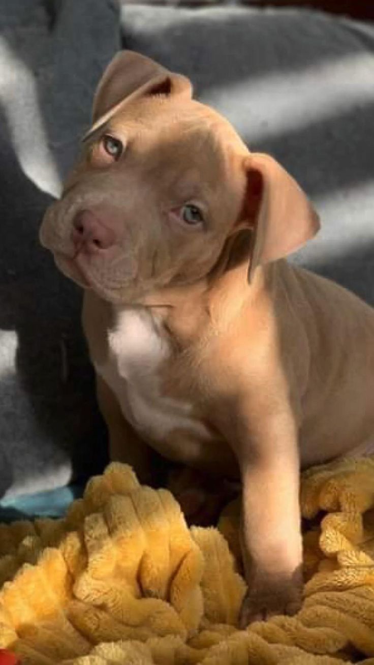pitbull rescue New Orleans Louisiana