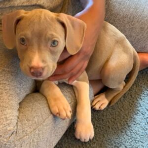 7 Pitbull Rescue Jacksonville Florida: Find Your Loyal Companion Today