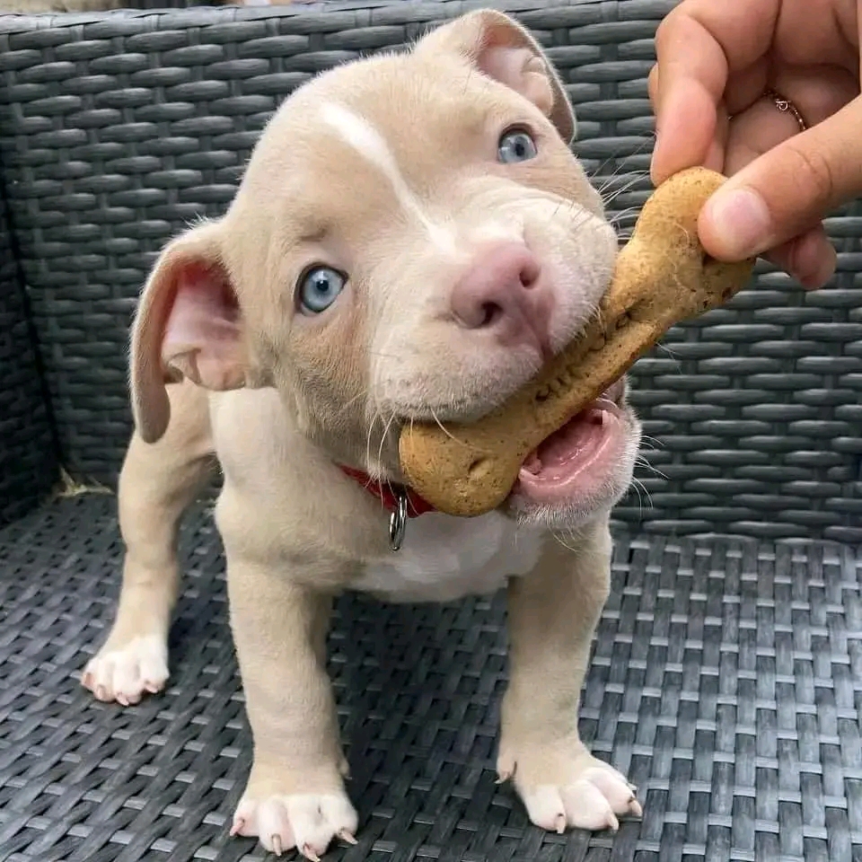 pitbull puppies for adoption florida