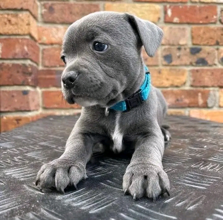 pitbull puppies for adoption ny