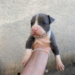 Top 10 Pitbull Rescue in New Mexico Places You Must Know