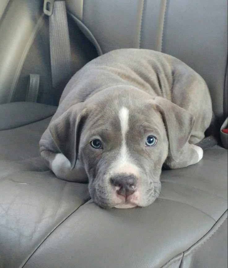 pitbull rescue in MD