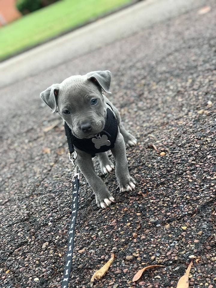 Read more about the article 7 Outstanding Steps on How to Adopt a Pitbull Puppy and Ensure a Loving Home