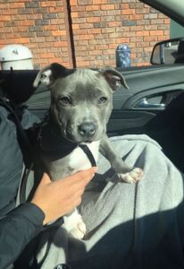 Read more about the article 7 Proven Ways on How to Adopt a Pitbull Puppy Safely