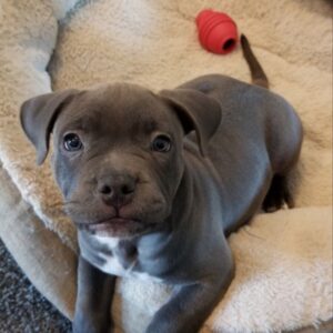 5 Incredible Reasons to Adopt Pitbull Puppies for Adoption in Alabama – Give a Loving Puppy a Forever Home