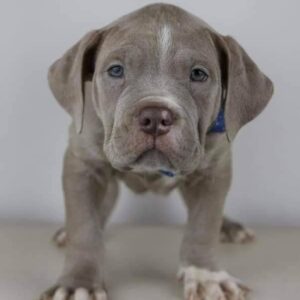 6 Amazing Reasons to Adopt Pitbull Puppies for Adoption Long Island – Bring Home Your Loving Puppy Today
