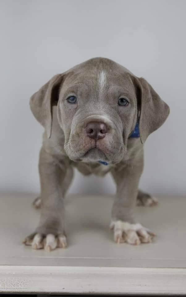 pitbull puppies for adoption long island