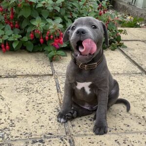 5 Heartwarming Reasons to Adopt Pitbull Puppies for Adoption MA – Find Your Loving Puppy Today