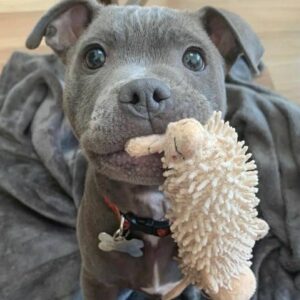 5 Incredible Reasons to Adopt Pitbull Puppies for Adoption in Texas – Give a Loving Puppy a Forever Home in Texas