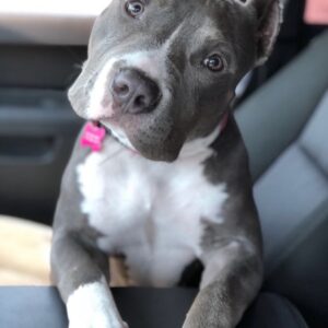 5 Heartwarming Reasons to Adopt Pitbull Puppies for Adoption in Illinois – Bring Home a Loving Puppy in Illinois