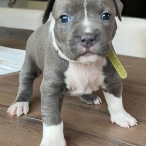 7 Amazing Reasons to Adopt Pitbull Puppies for Adoption in Los Angeles – Find Your Loving Puppy Today