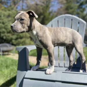 Pitbull Rescue Florida – Adopt a Healthy Puppy Today