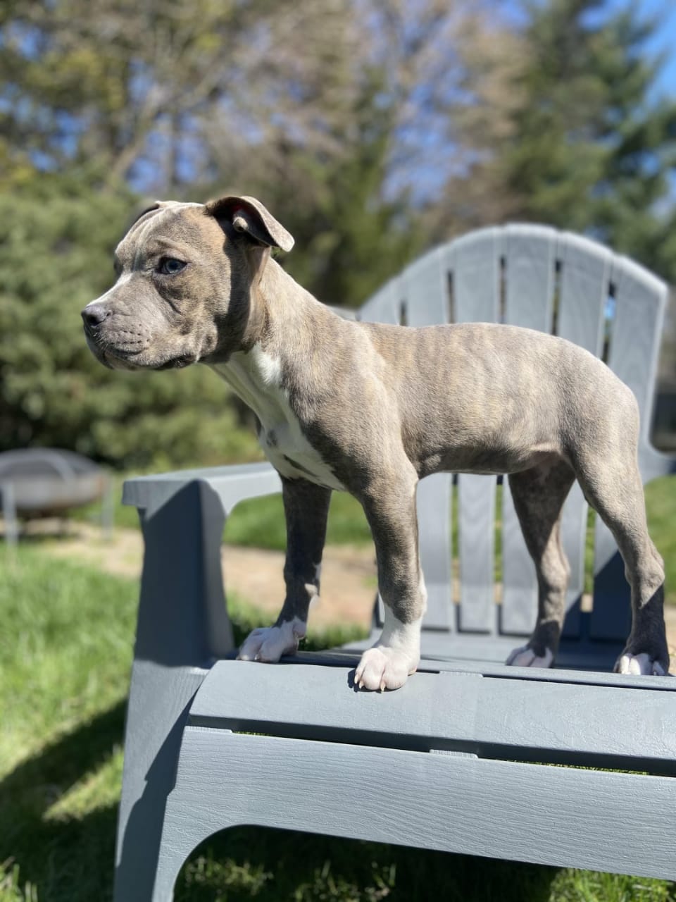 pitbull rescue florida