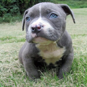 Pitbull Rescue Missouri – Adopt a Healthy 10-Week-Old Puppy Today