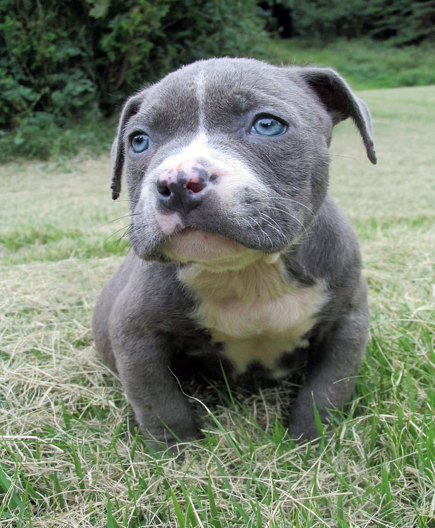 pitbull rescue missouri