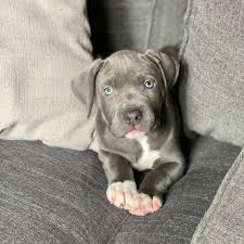 7 Tips to Find a Pitbull Rescue in Texas – Adopt Your Loyal Companion Today