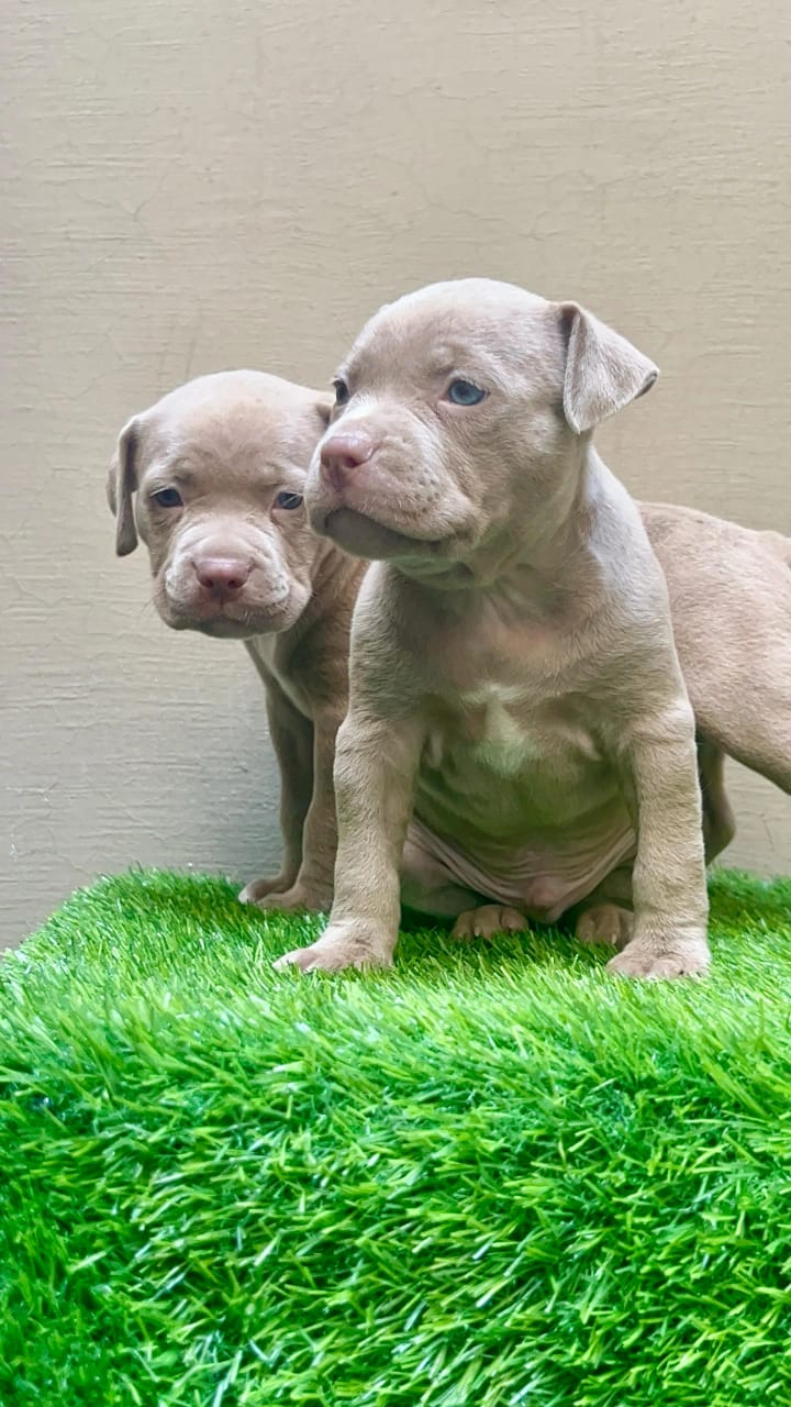 pitbull rescue near me