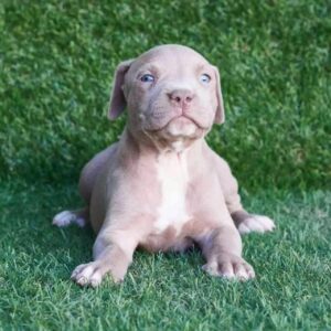 5 Reasons to Adopt Pitbull Puppies for Adoption NJ – Give a Puppy a Loving Home