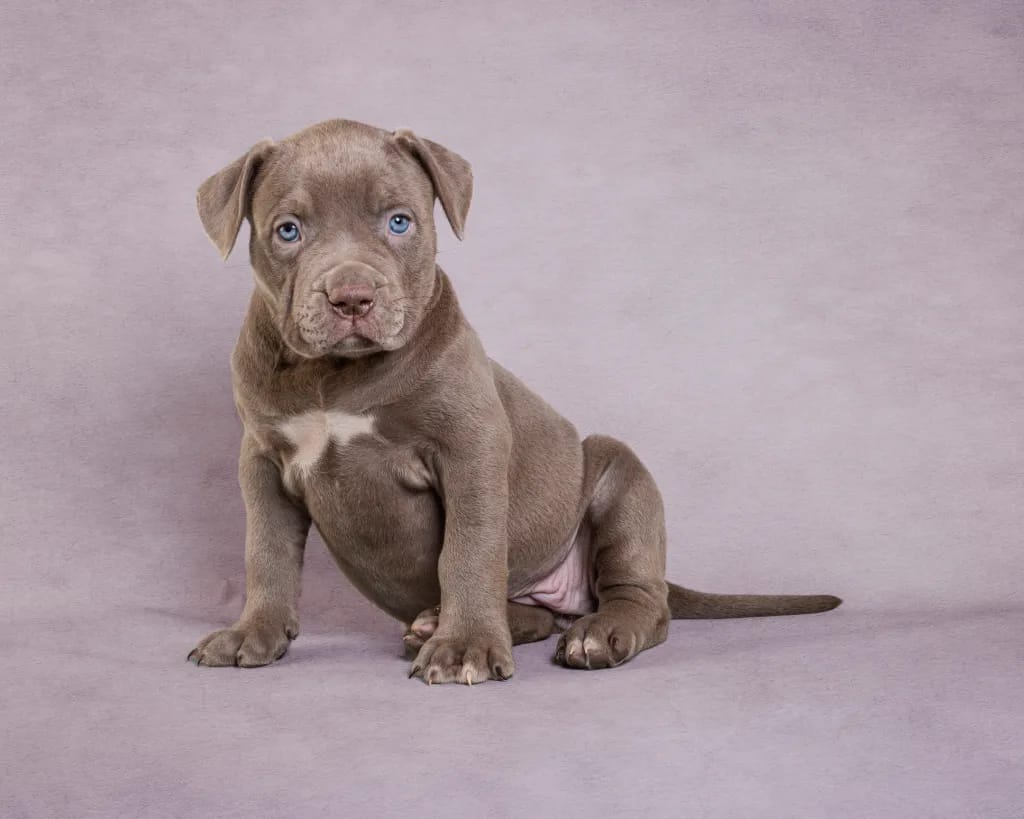 pitbull rescue arizona