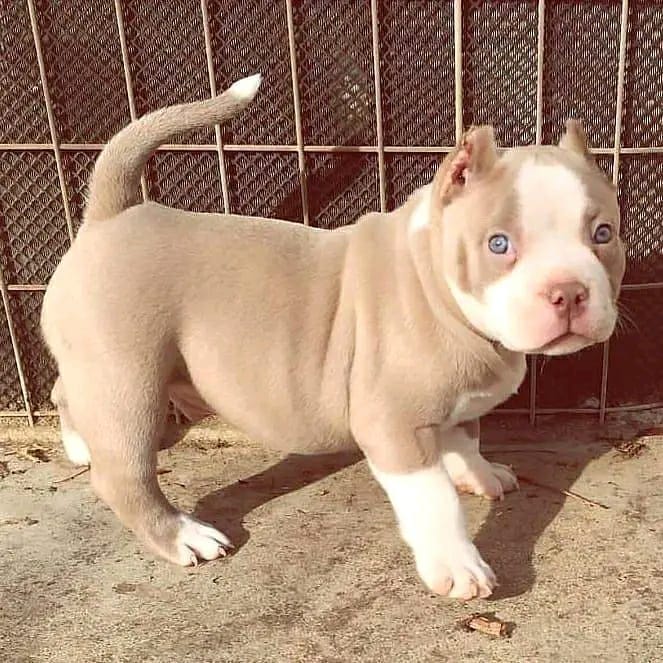 pitbull puppies for adoption in Michigan