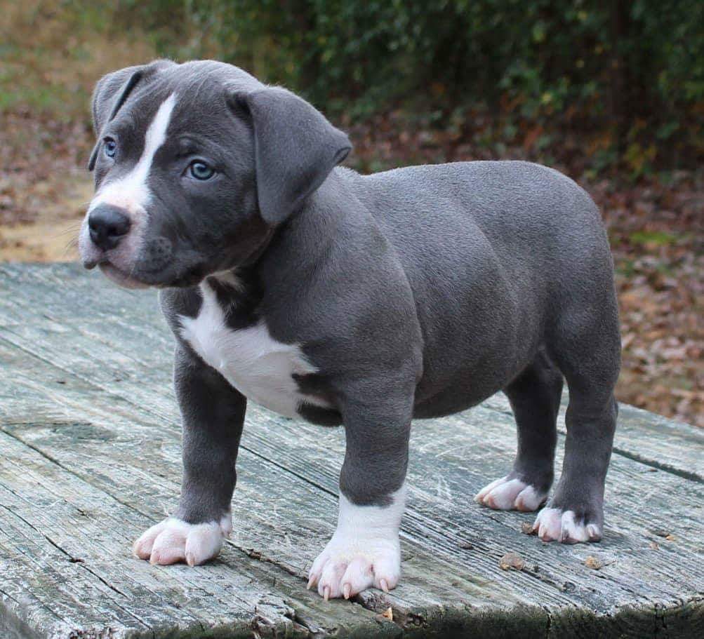 Read more about the article How to Adopt a Pitbull from a Rescue: 7 Essential Steps