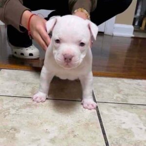 Pitbull Puppy for Sale in Texas – 5 Easy Steps to Find Your Perfect Puppy