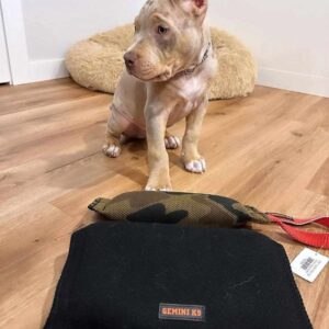 Pitbull Puppy for Sale in California – Find Your Perfect Companion Today