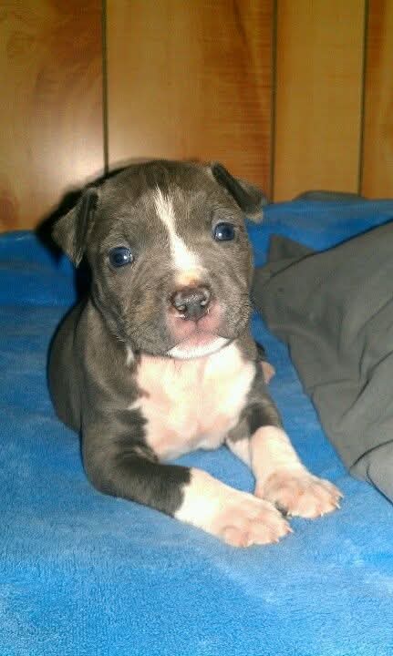 pitbull puppy for sale in Arkansas