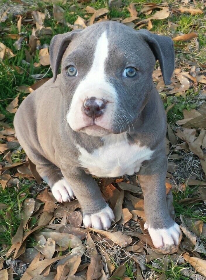 pitbull puppy for sale in Oklahoma