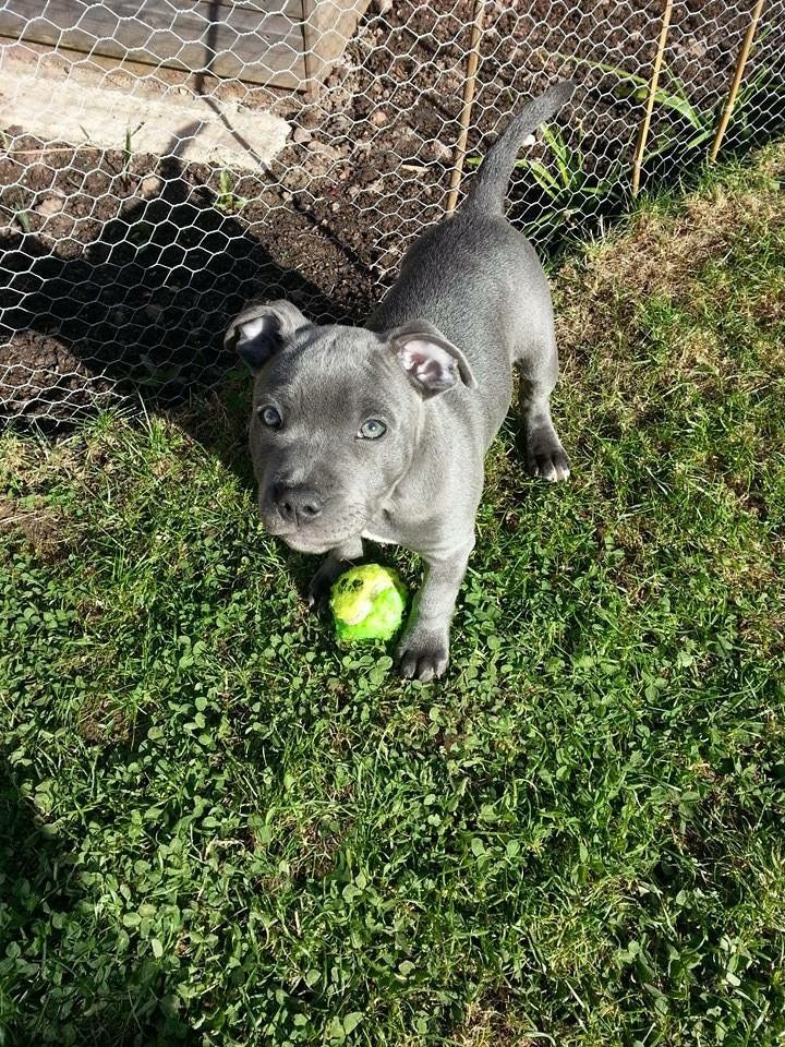 pitbull puppy for sale in South Carolina