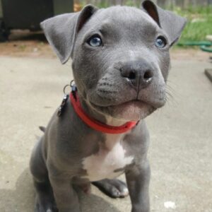 7 How to Find a Pitbull Puppy for Sale in Mississippi – Healthy & Playful Companions