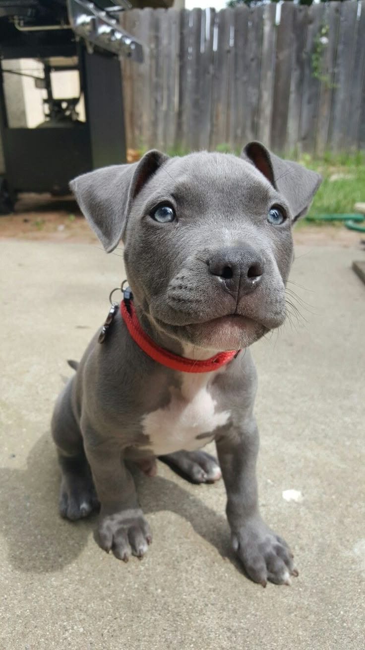 pitbull puppy for sale in Mississippi
