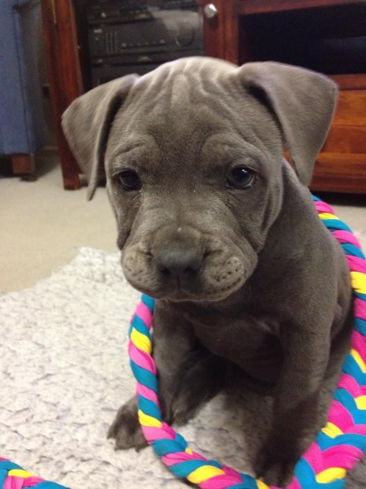 pitbull puppy for sale in Missouri