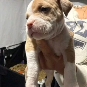 7 Amazing Tips to Find Your Perfect Pitbull Puppy for Sale
