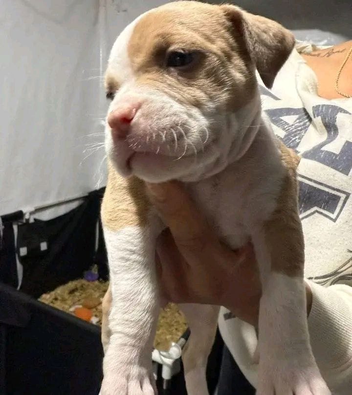 pitbull puppy for sale