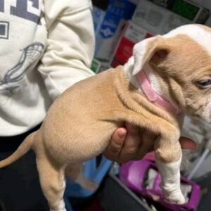 7 Amazing Tips to Find Your Perfect Pitbull Puppy for Sale