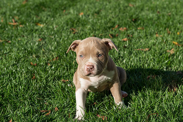 pitbull puppies for adoption california